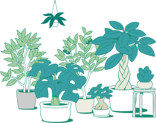 複数の観葉植物