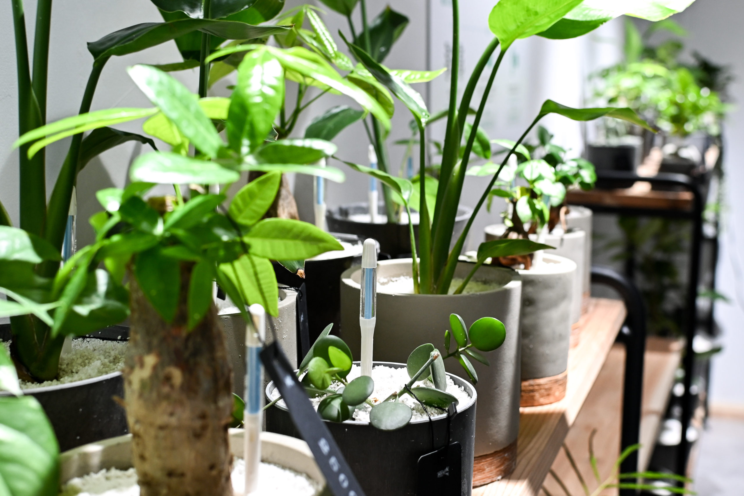 ONEPLANTSの観葉植物