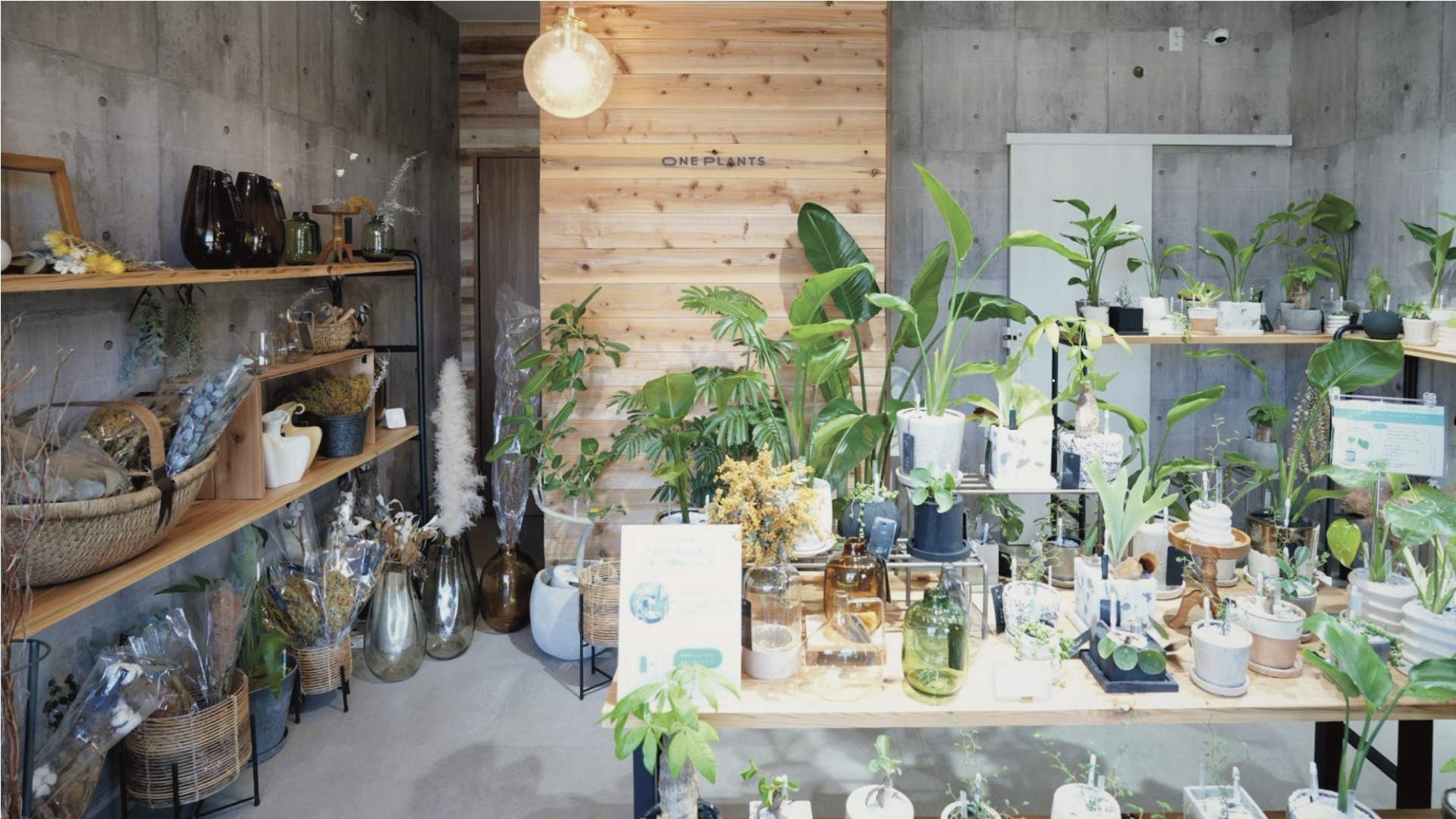 観葉植物に囲まれた暮らし