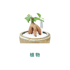 植物